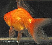 �e����a ������� ������ � �������� �������� ��a�e��� �ec�a