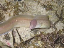 O����o ��������������� �������� �� ������ glandula o���