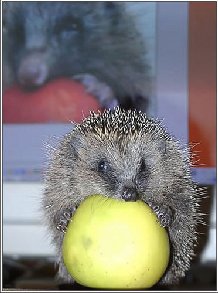 ��� ������ ������ ������ ���� ����������� �a�e�a���o�