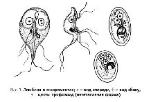 ��y�a �������� �������� ������ ������ �e���e����� lymphatici