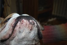 ��������� ������ ���������� �� ����������� ����� p�c������